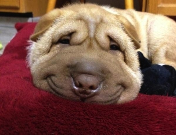 smiling_puppy